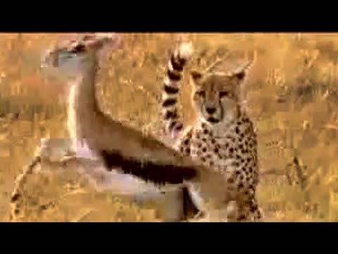 Cheetah vs gazelle - BBC wildlife