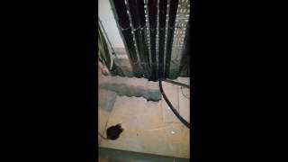 Funny prank on apprentice