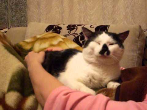 Кот"СОНЯ" - YouTube