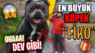 DÜNYANIN EN BÜYÜK KÖPEĞİNİ SAHİPLENDİM! (YENİ KÖPEĞİM 