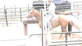 Peppy San Badger/Smart Little Lena gelding for sale