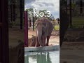 Amazing 5 facts about animals 😧😧