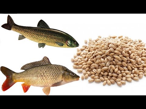 პერლოვკა სატყუარა თევზაობისთვის