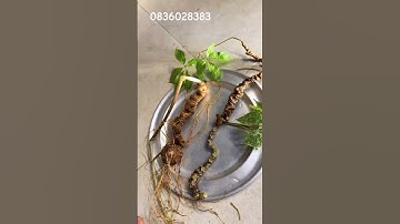 3 củ sâm rừng nặng 260gr- đẹp vô cùng, tổng 3 củ gần 80 mắt sâm, chất sâm cực mê #sâm