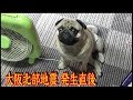 《超ブサかわパグ動画》うちのパグ 大阪北部地震直後の様子です。『おまめ日記』