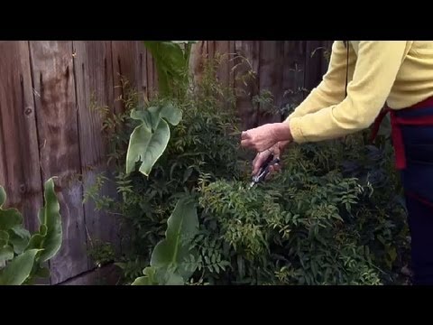 Βίντεο: Trimming Star Jasmine - Πώς να Κλαδέψετε Φυτά Star Jasmine στον κήπο