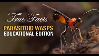 True Facts Parasitoid Wasps: Educational Edition