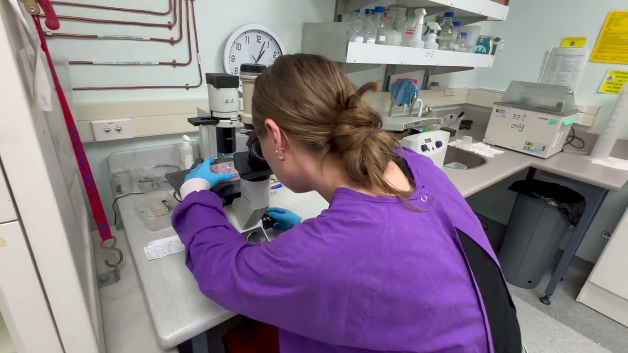 Emily Young - NZSO2025 Poster