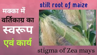 stilt root in zea mays/ stigma of corn/ modification of root/ monocot leaf