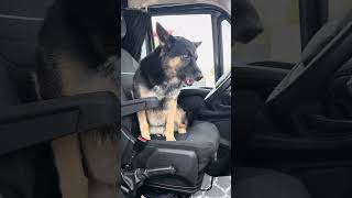 Pumbus trucker 😅 #vlog #germanshepherd #pieski #życie #pies #kierowca #kierowcaciężarówki #polska