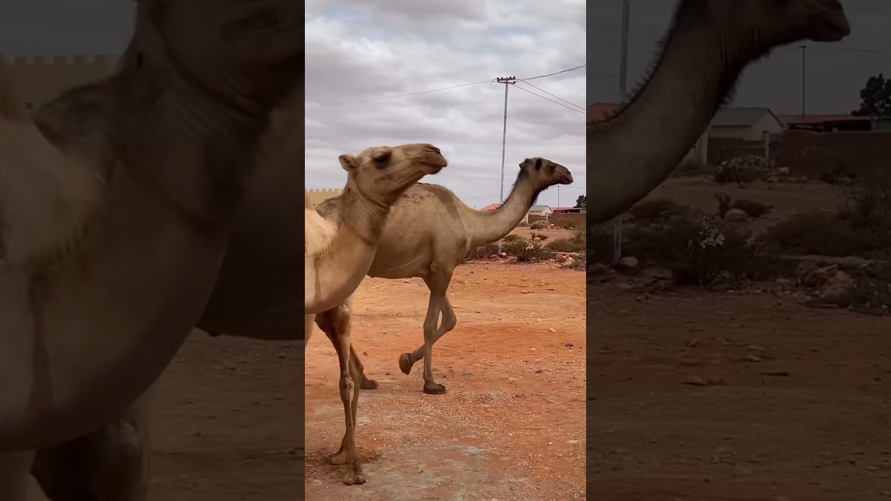 Huge herds of camels 