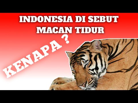 INDONESIA JADI MACAN ASIA TIDUR !!..... KENAPA? - YouTube