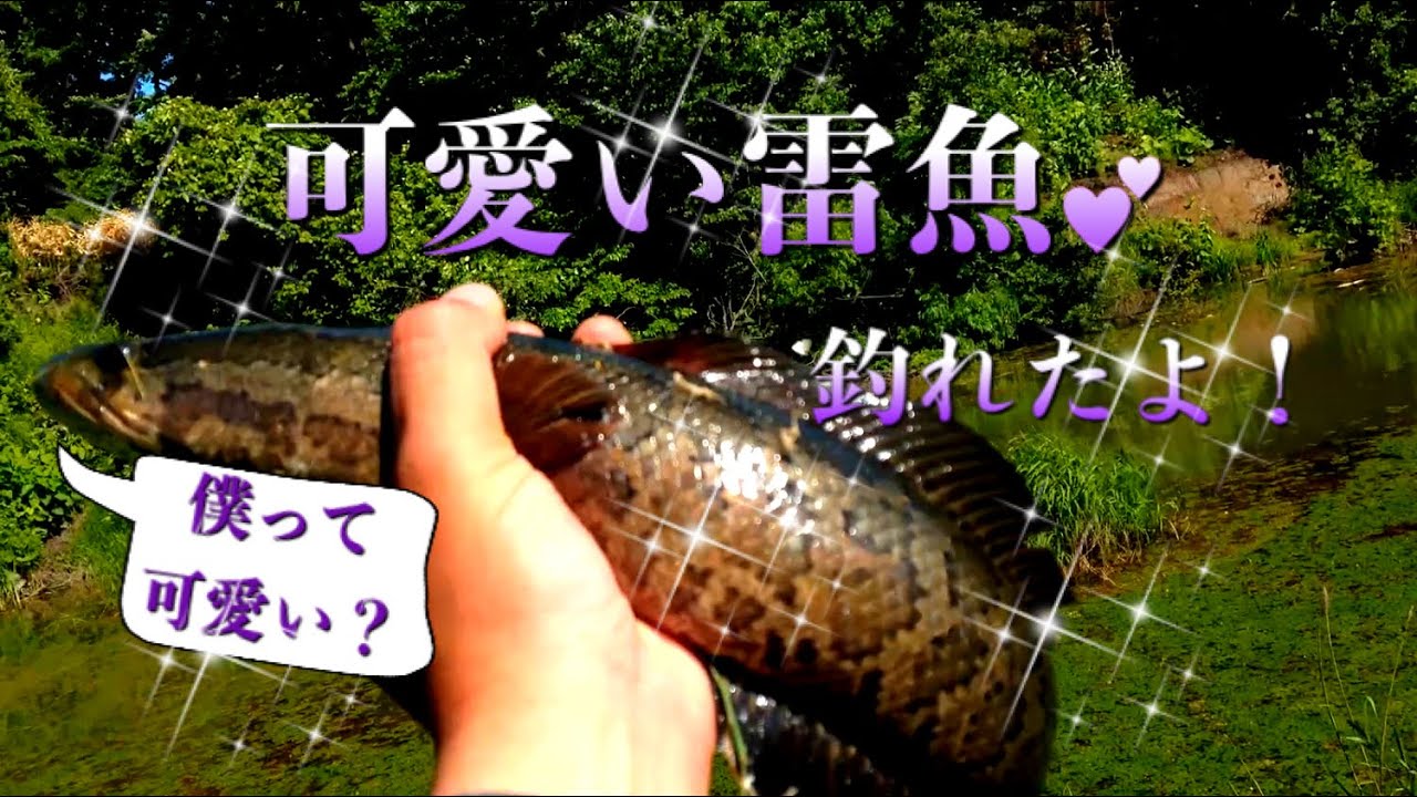 雷魚in北海道 予感 Youtube