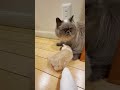 近所のおじさん猫に対して◯◯を要求する赤ちゃん子猫ww【ミヌエットvsヒマラヤン】#Shorts