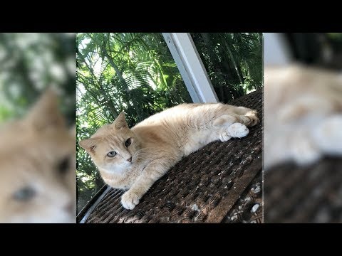 Vídeo: Por Que O Diabetes Não é Um Mandado De Morte Para Gatos