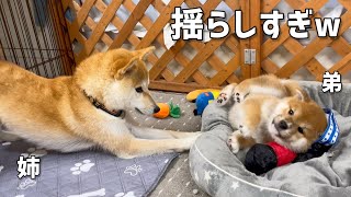 姉柴犬に子犬の子守りを任せたら感情が高ぶり過ぎて激しかったw