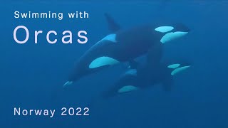 Swimming with Orcas \& Humpbacks, Norway 2022