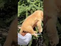 👑 Golden Retriever Female Puppy for Sale 💛 | @Petzz_world #pets #goldenretriever #dogsale #shorts