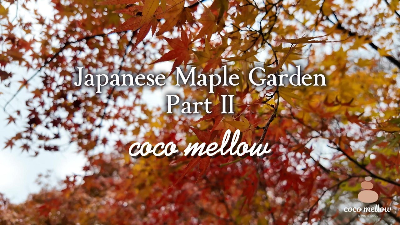 Japanese Maple Garden Part II 🍁 4K Autumn Scenery | Peaceful Nature & Piano for Relaxation & Study