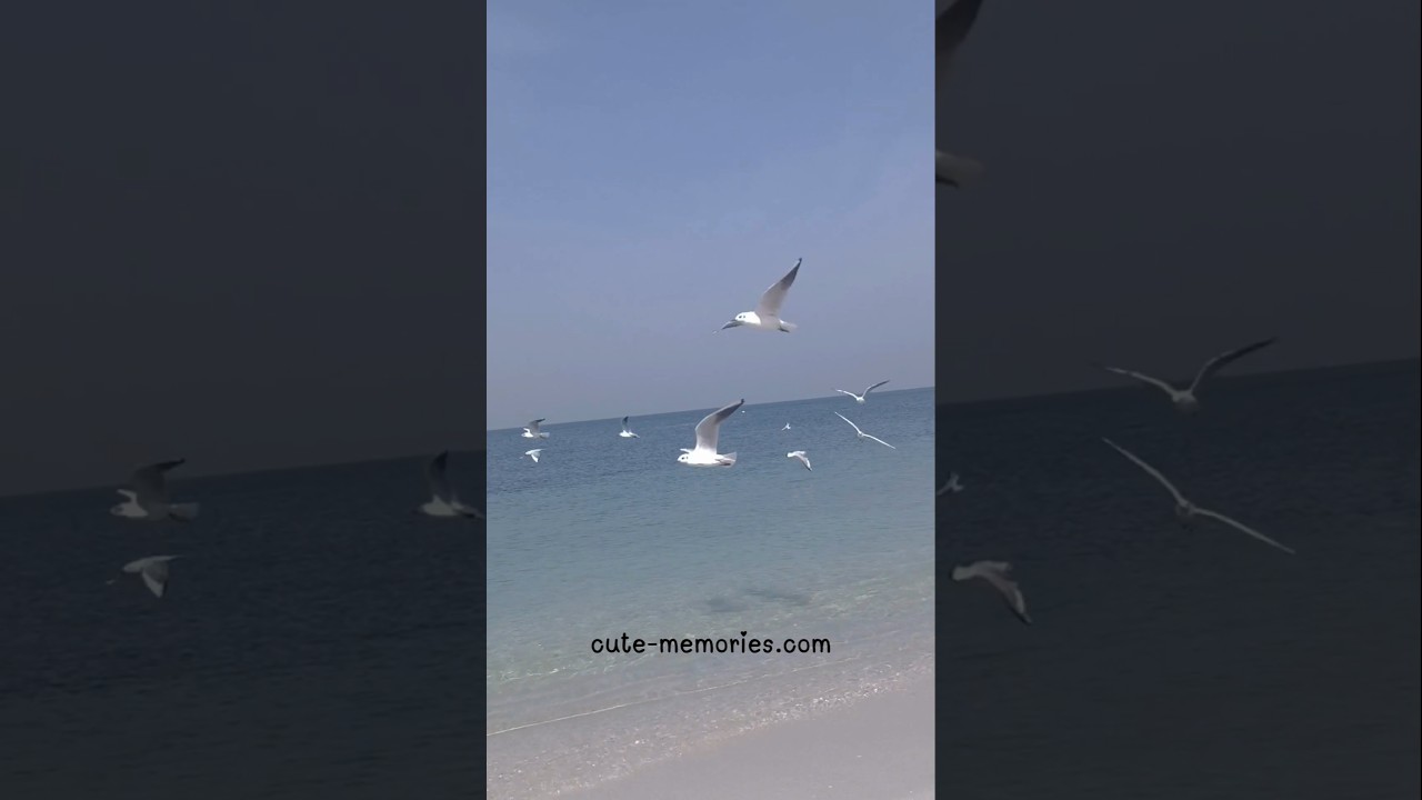 Dil to udne lga #sharjahbeach #beach #travel #love  #nature #bollywood