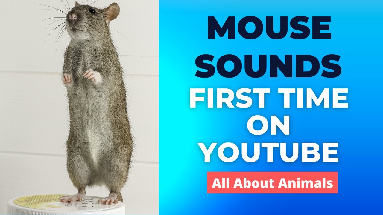 Mouse Sounds | Rat Sound - YouTube
