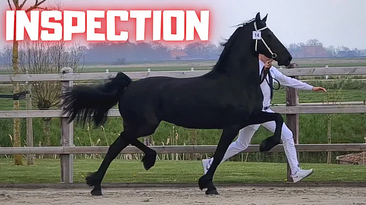 Hester and Eefje to the inspection | Eefje news | Drive them home | Friesian Horses.