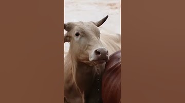 Bầy bò đang cố gắng gượng với nước lũ núp đằng sau gốc cây tp #animals #dongvat