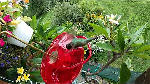 Punahele  with Hummingbirds