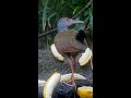 Young Gray-cowled Wood-Rail Samples Bananas In Panama