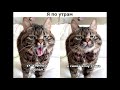 Super Funny Cat &amp; Dog Videos 07