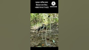 waterhen bird trap.ruak ruak bird trap handing