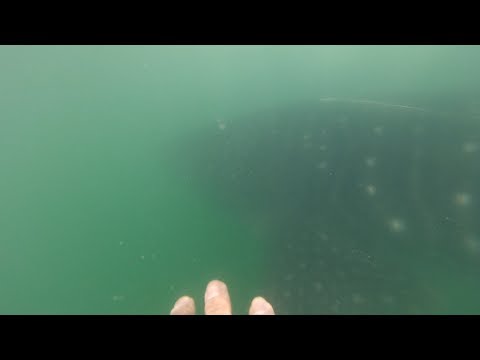 Swimming with Whale