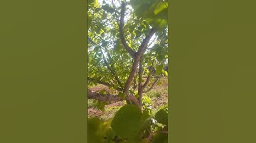 قران كريم 🤍🌷القارئ: محمد دياب