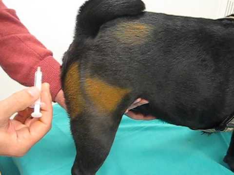 Video: Programa de Inoculación de la Rabia para Perros