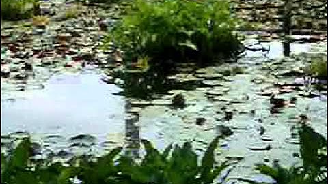 calvert cliffs beaver