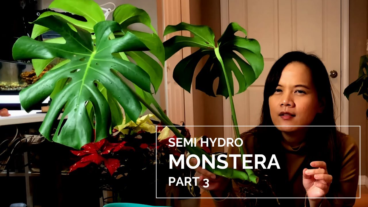 Putting My Monstera In Semi Hydro Part 3 Youtube