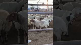 Börekçi̇ Dayi Koyunlar Eşli̇ği̇nde Bi̇r Türkü Patlatti Resimi