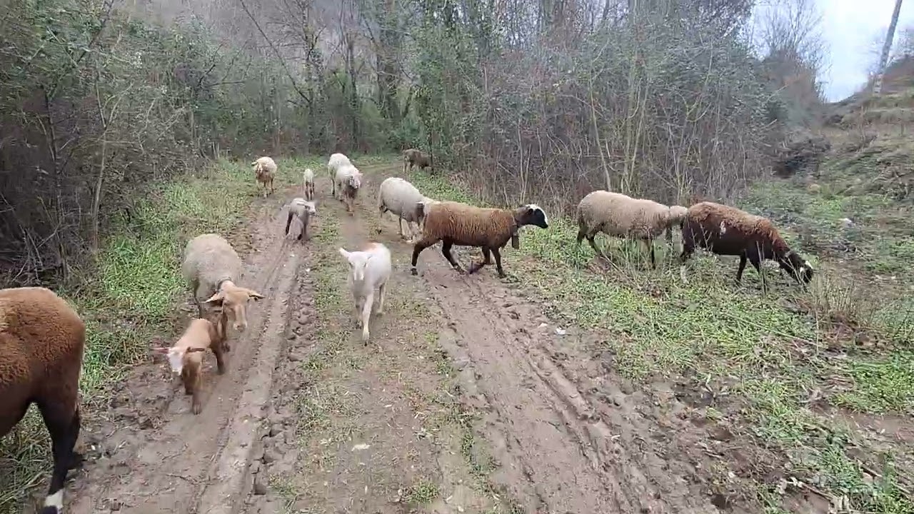 Saliendo a comer🐏🐑🤠