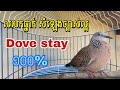 Bird falls dove លលកធ្នាក់ម៉ាឡេ