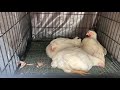 Common Chicken Disease & What To Do About It 🐥 🐓 😷