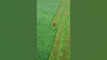 SCYTHING 10 000 sq.m. with a 120 cm blade