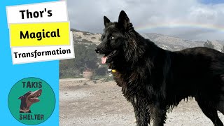 From a Sick Abandoned Stray to an Amazing Wolfdog - Thor's Transformation! - Takis Shelter