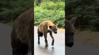 Something spooks this hyena in Kruger National Park, South Africa