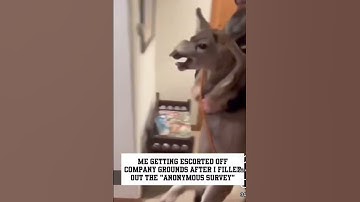 anonymous survey #funny