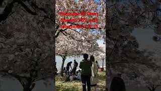 Washington DC Cherry Blossoms peak bloom#cherryblossom #washingtondc #travelvlog