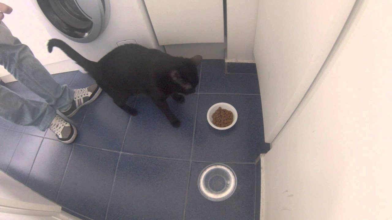 un chat poli et bien dressé qui attend avant de manger