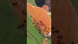 Teluk Bahang Pt1b nature