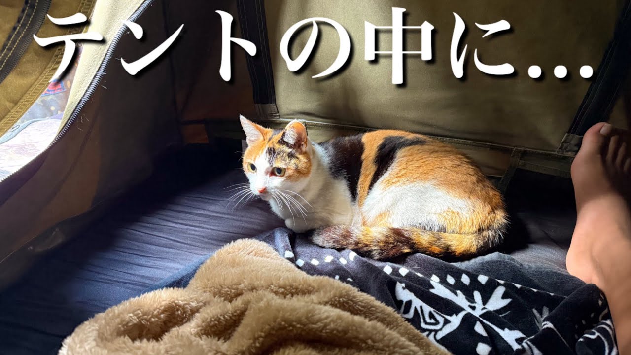 Wake up at the campsite and find a cat next to you!? - YouTube