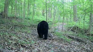 Full Connecticut Wildlife - Suffield, CT Update