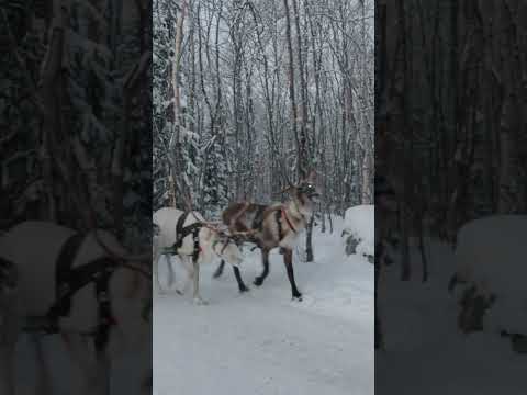 So fun sleigh